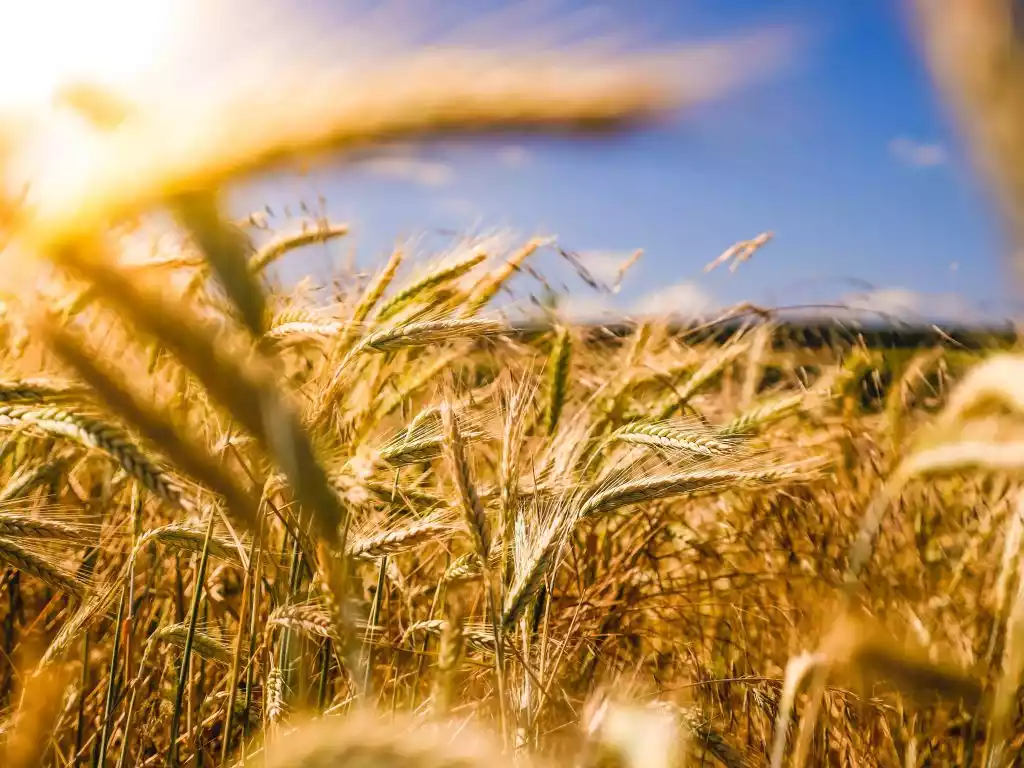 Agricultural production in the field